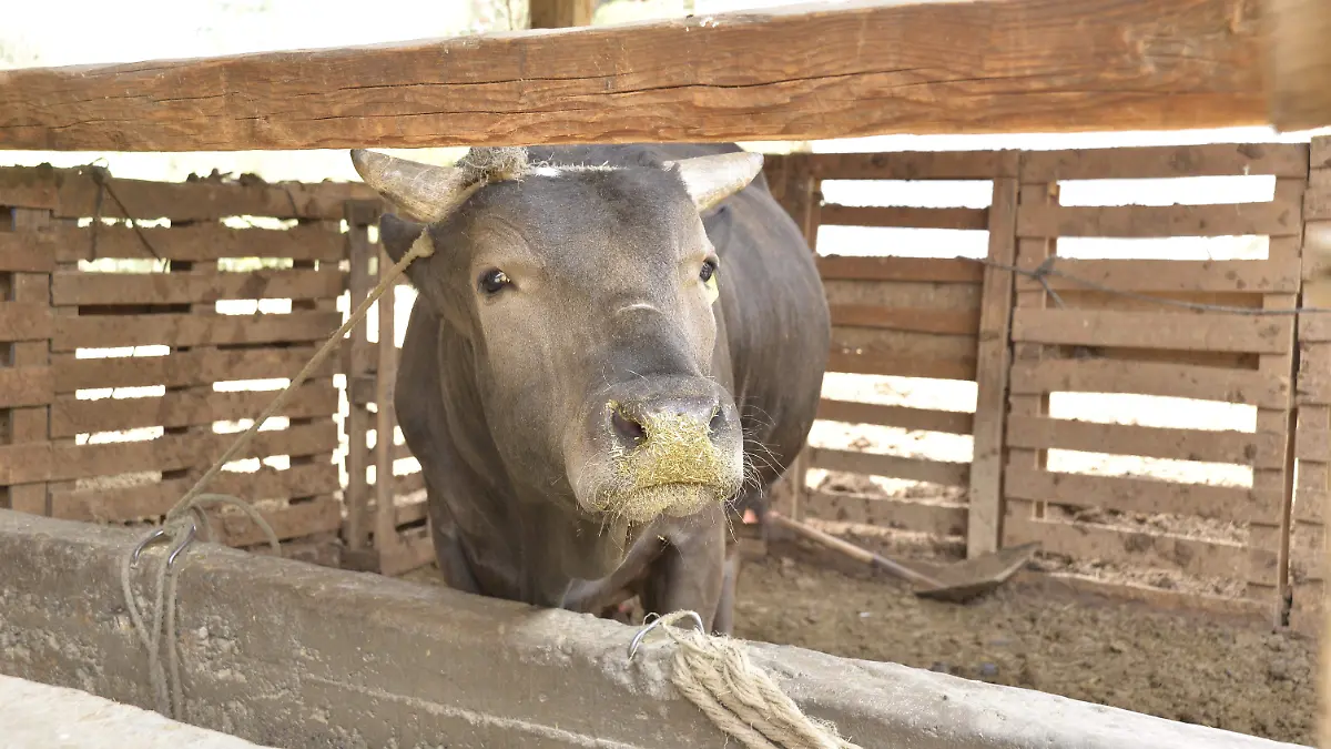 ganado FOT LAZARO _DSC1386 (3)