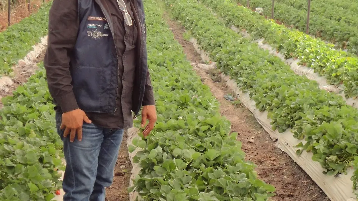 La agricultura..
