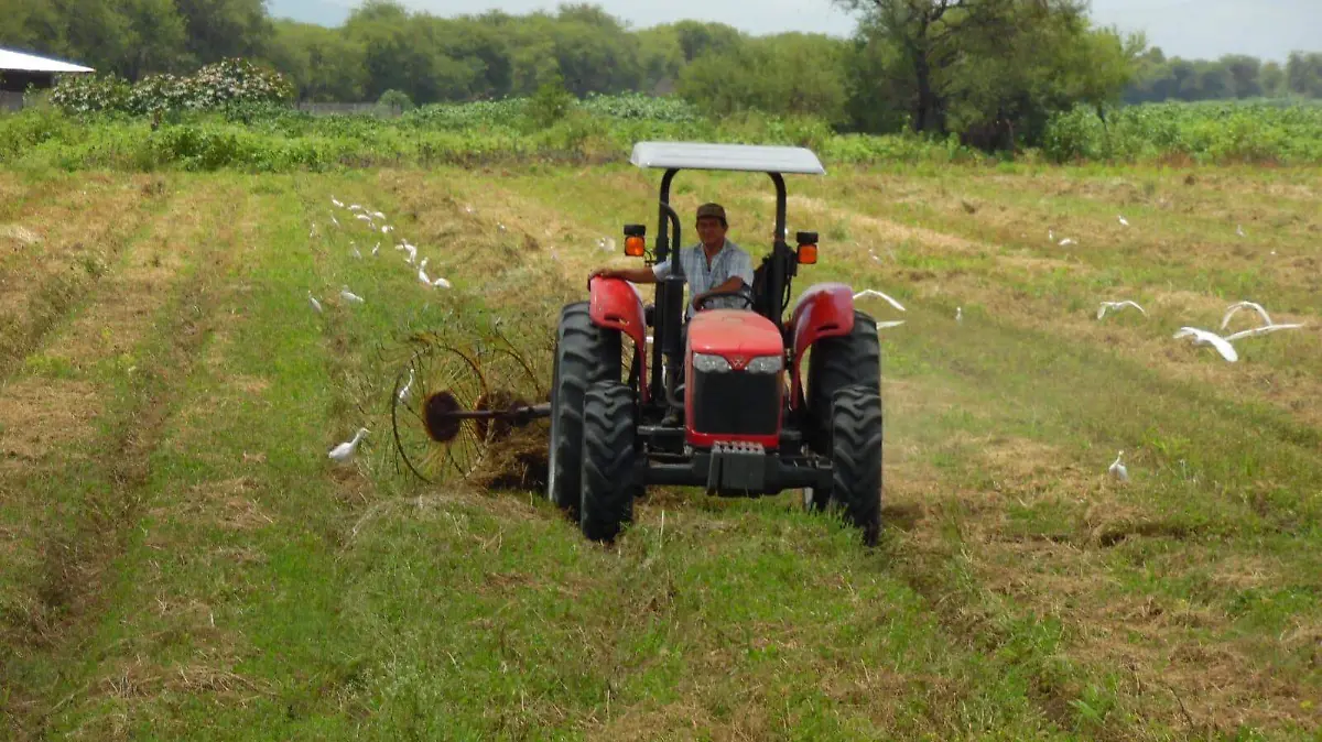 Productores Zamora 1