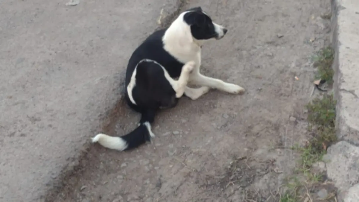 Maltrato animal