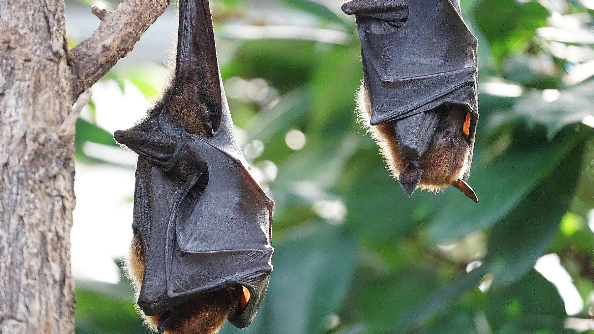 flying-foxes-2237209_1920