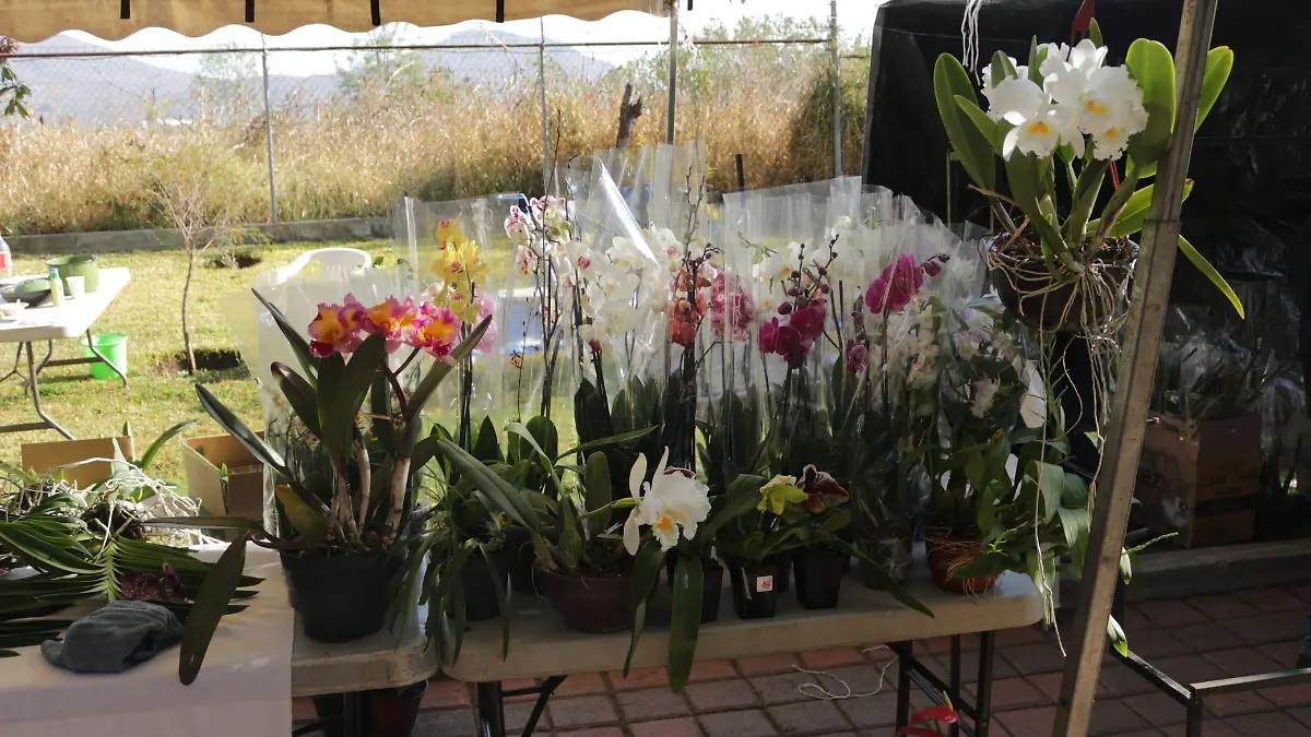 Orquideas