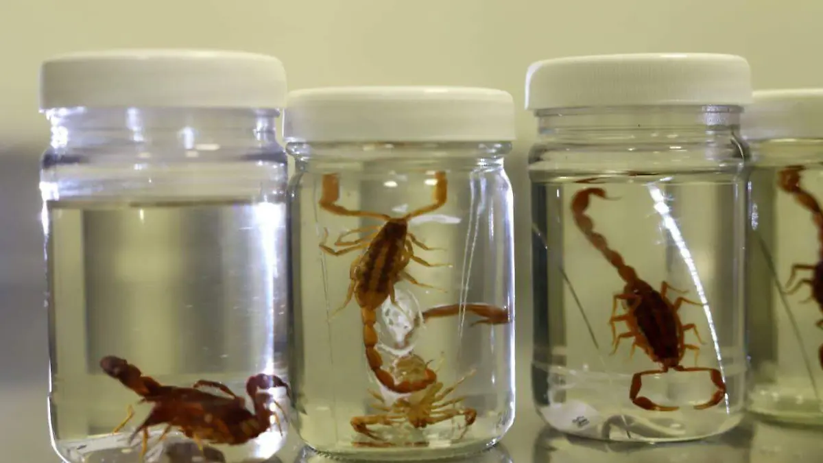 Alacranes