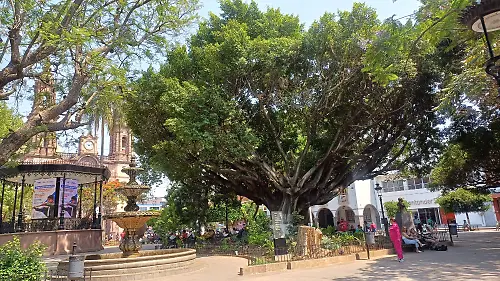 Árboles en plaza de Zamora