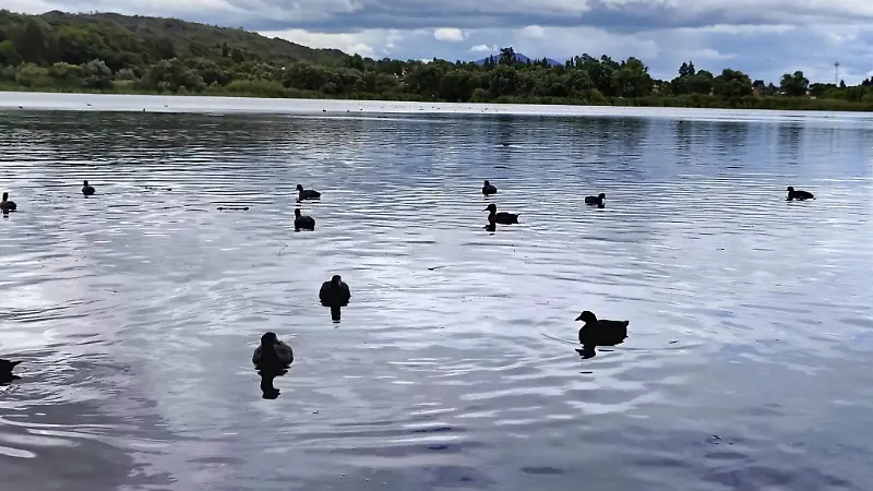 Fauna de la Laguna 
