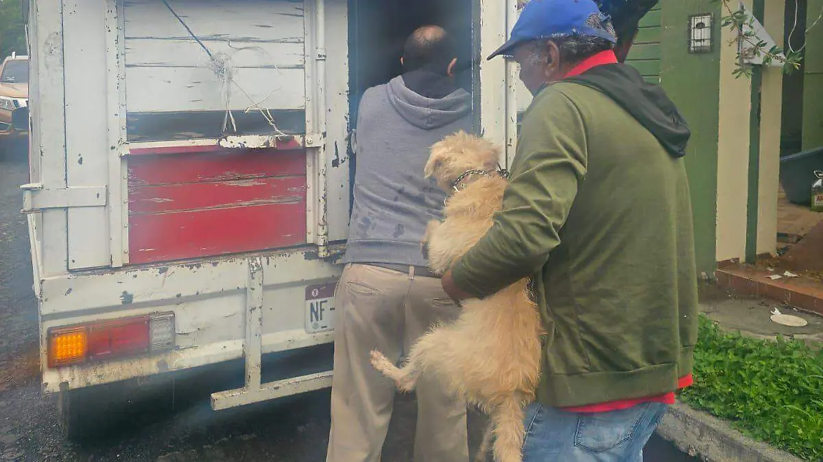 Rescate de perrito