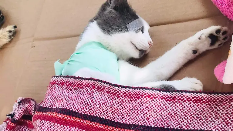 deeaa607-7ab8-4690-bc51-53823e4e9640