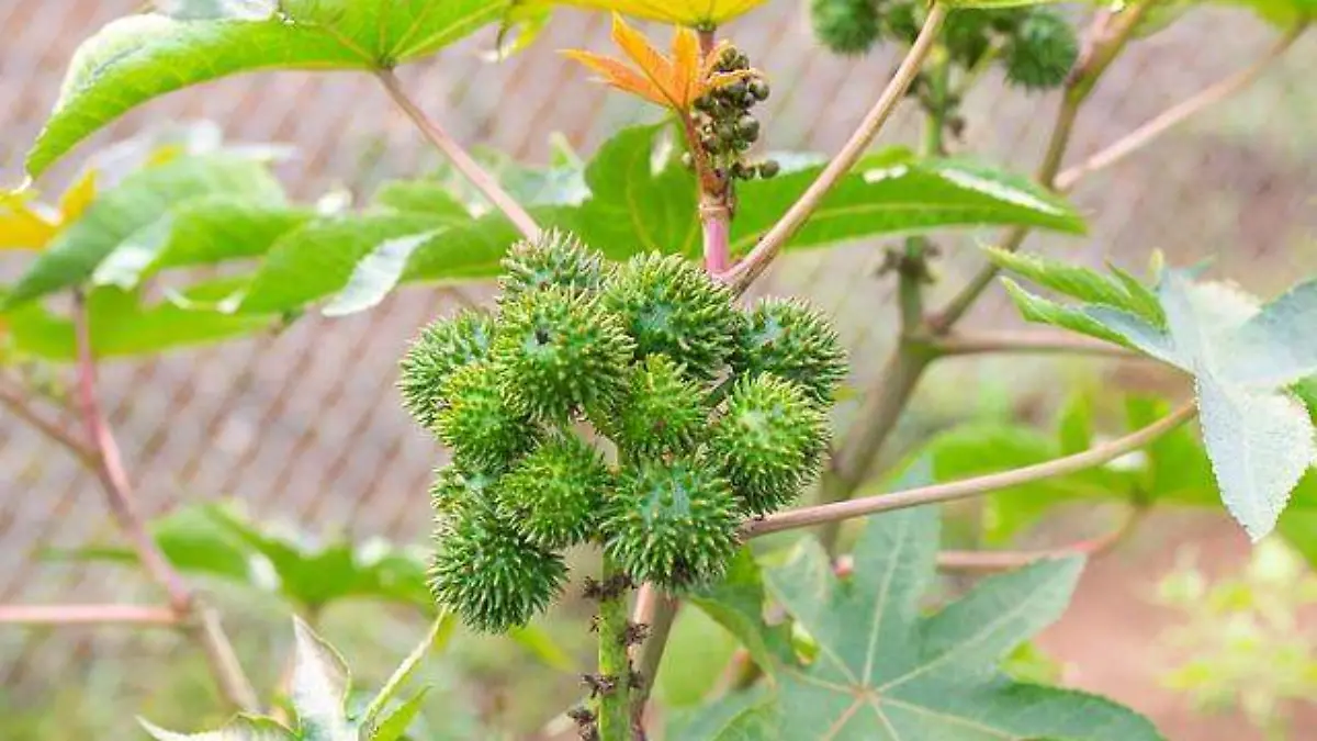 Planta de higuerilla