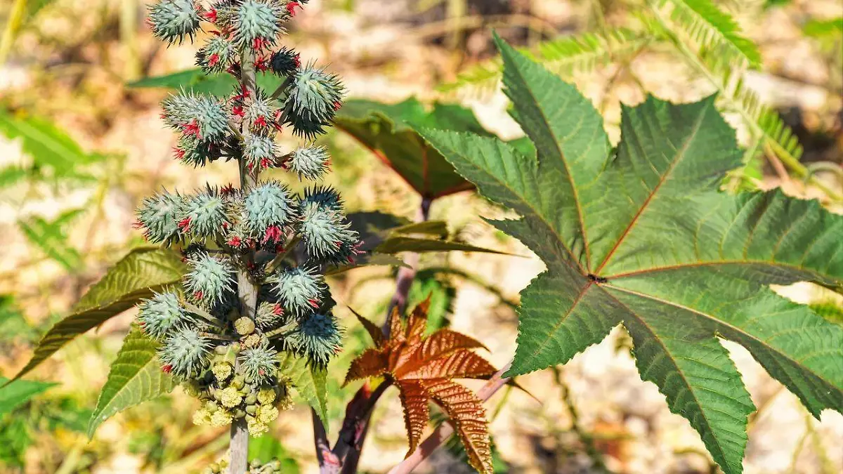 Planta de higuerilla