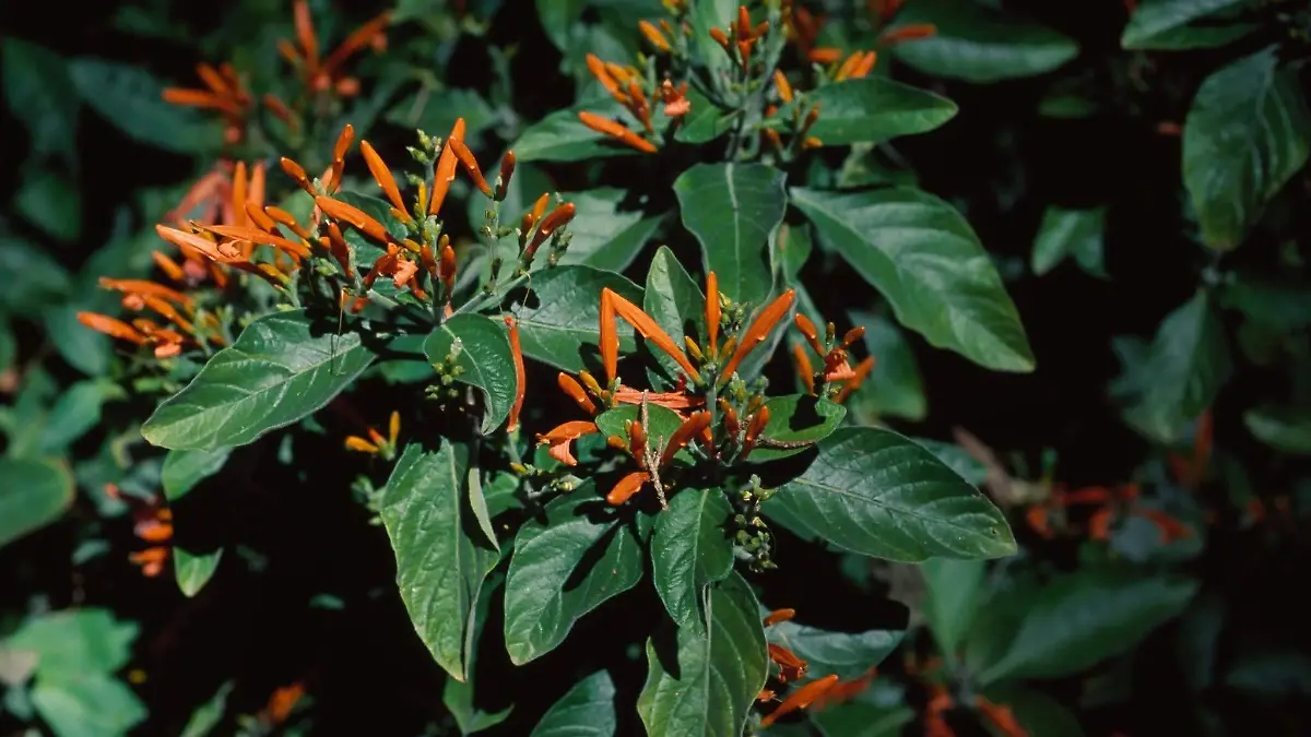 Herbolaria Victoriano