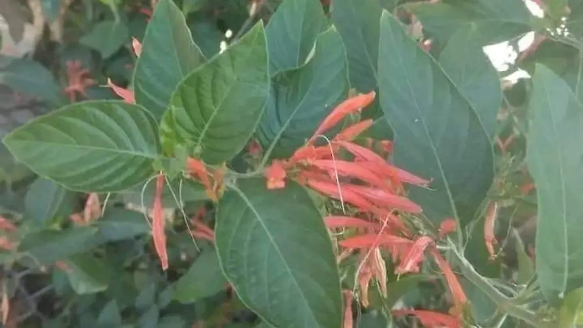 Las hierbas de Maria