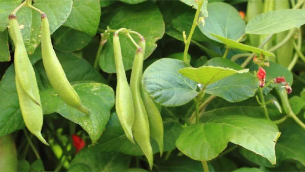 Planta de ayocote