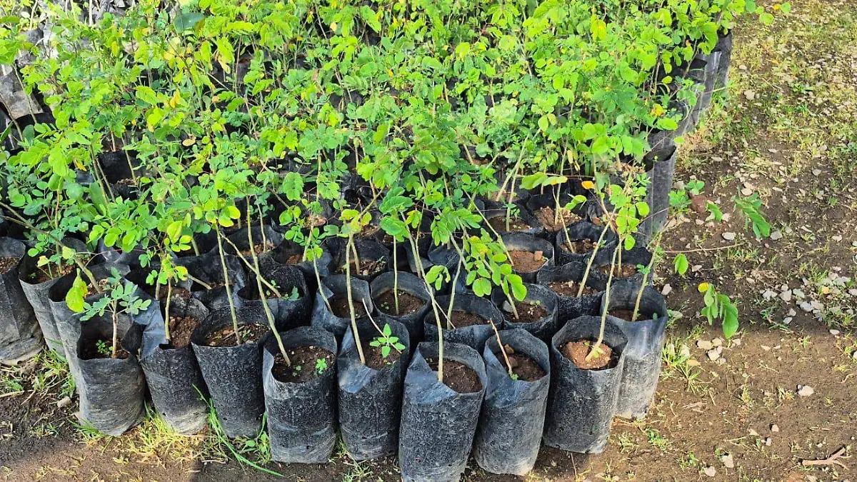 Árboles en un vivero