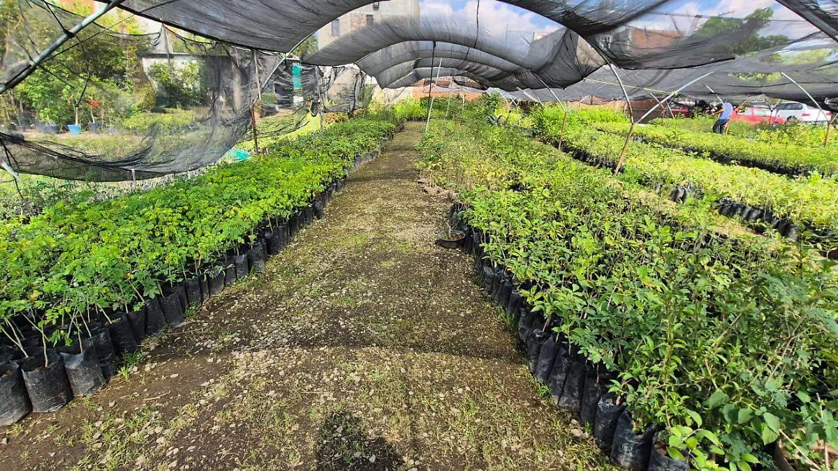 Árboles en un vivero