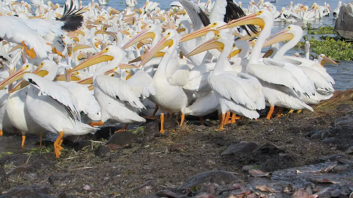 FB_IMG_1769565344310