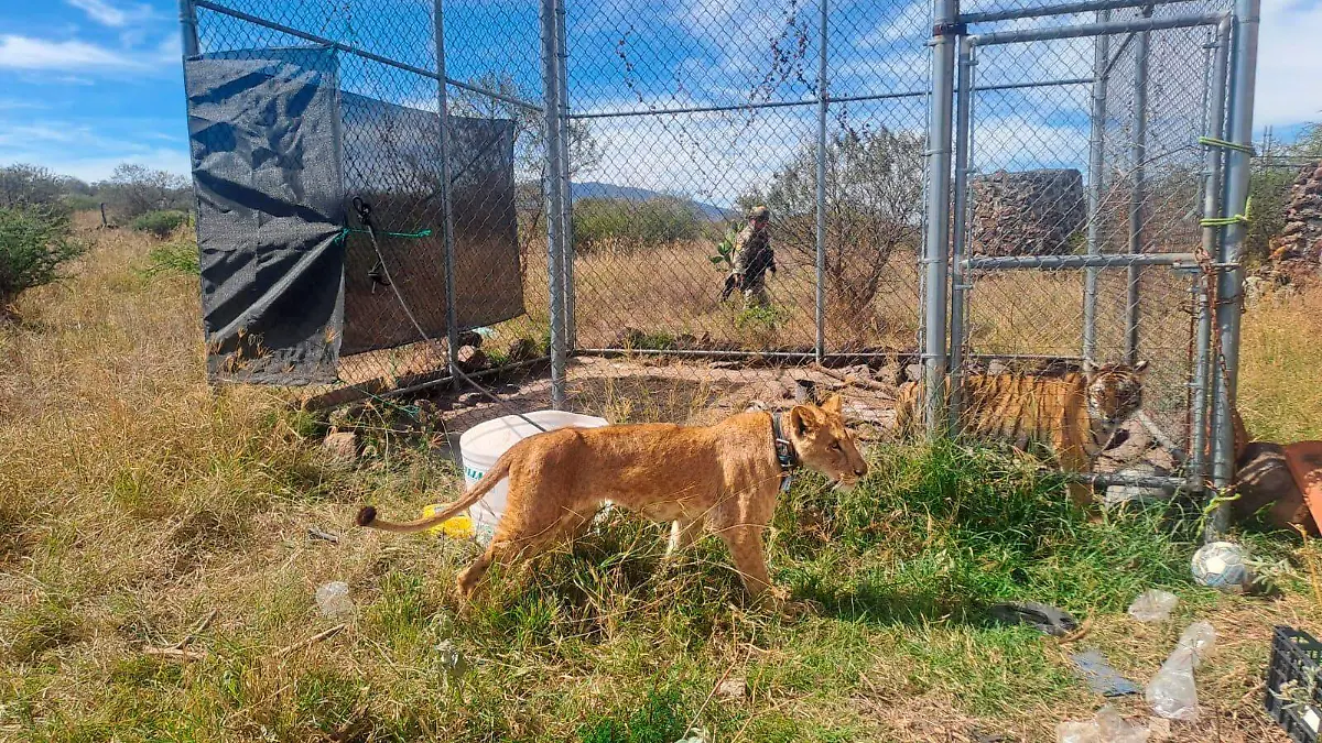 WhatsApp Image 2026-02-09 at 1.16.36 PM