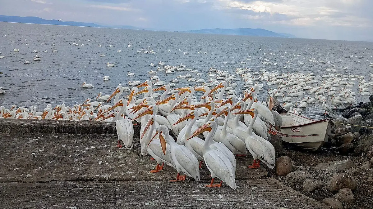 Pelícanos en el Lago de Chapala