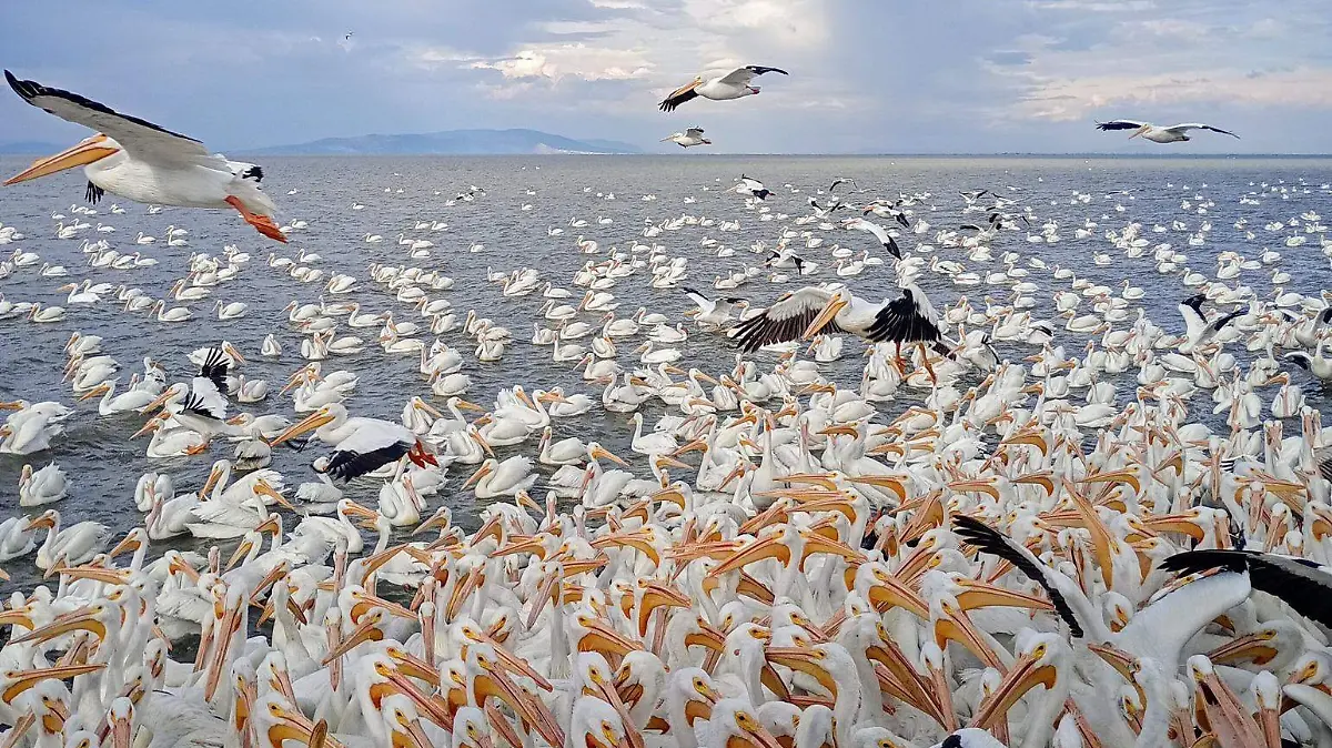 Pelícanos en el Lago de Chapala