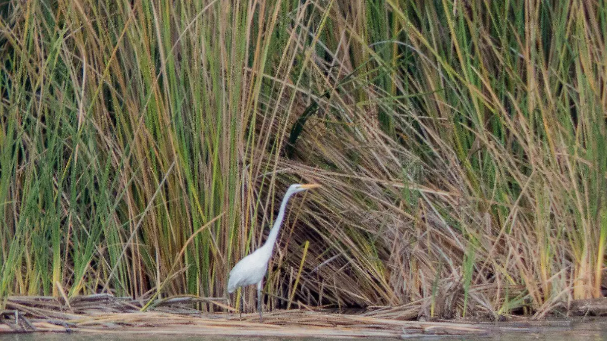 4fc4e93a-15a6-4d68-846b-e79da31a71b4