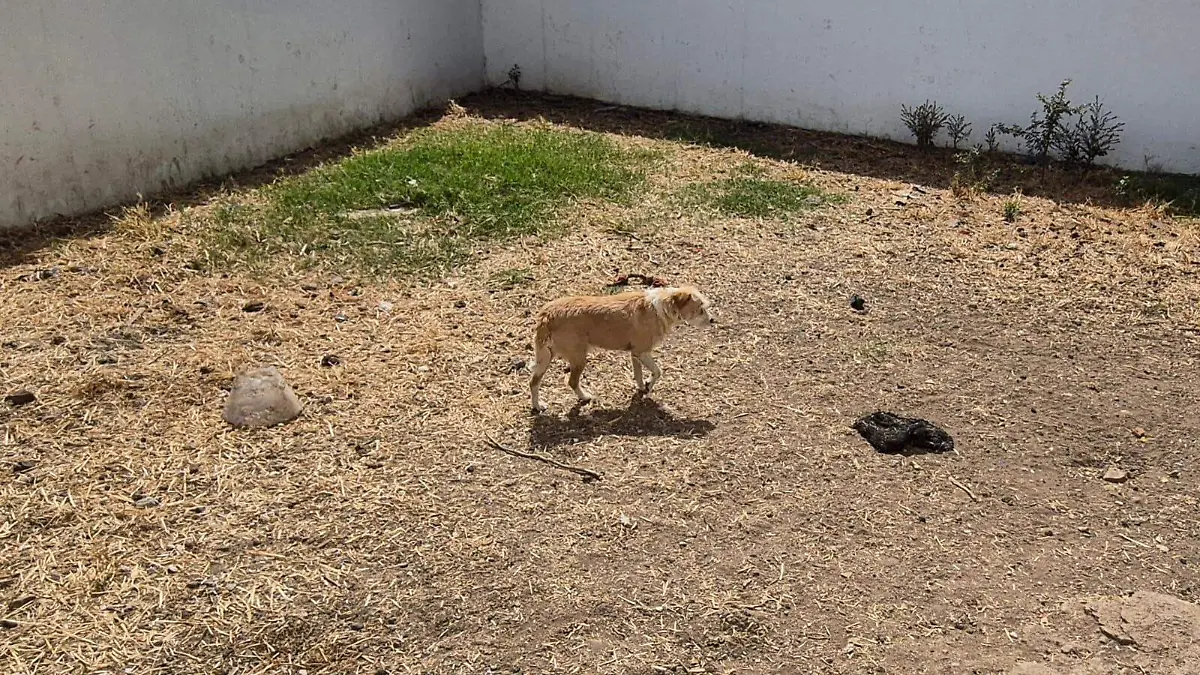 Mascotas sol