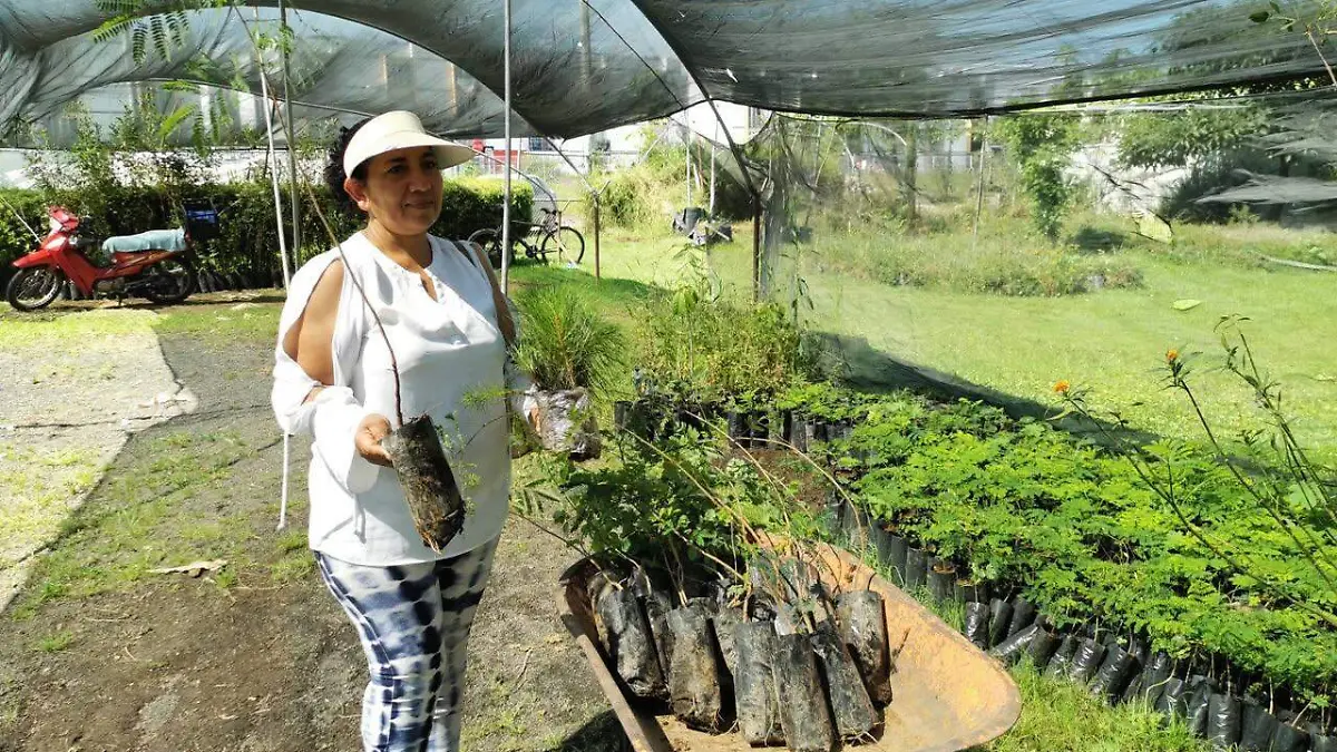 Mujer recibe árboles en vivero municipal