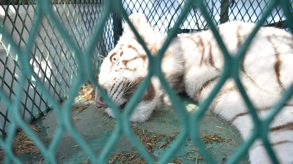 Tigre de bengala