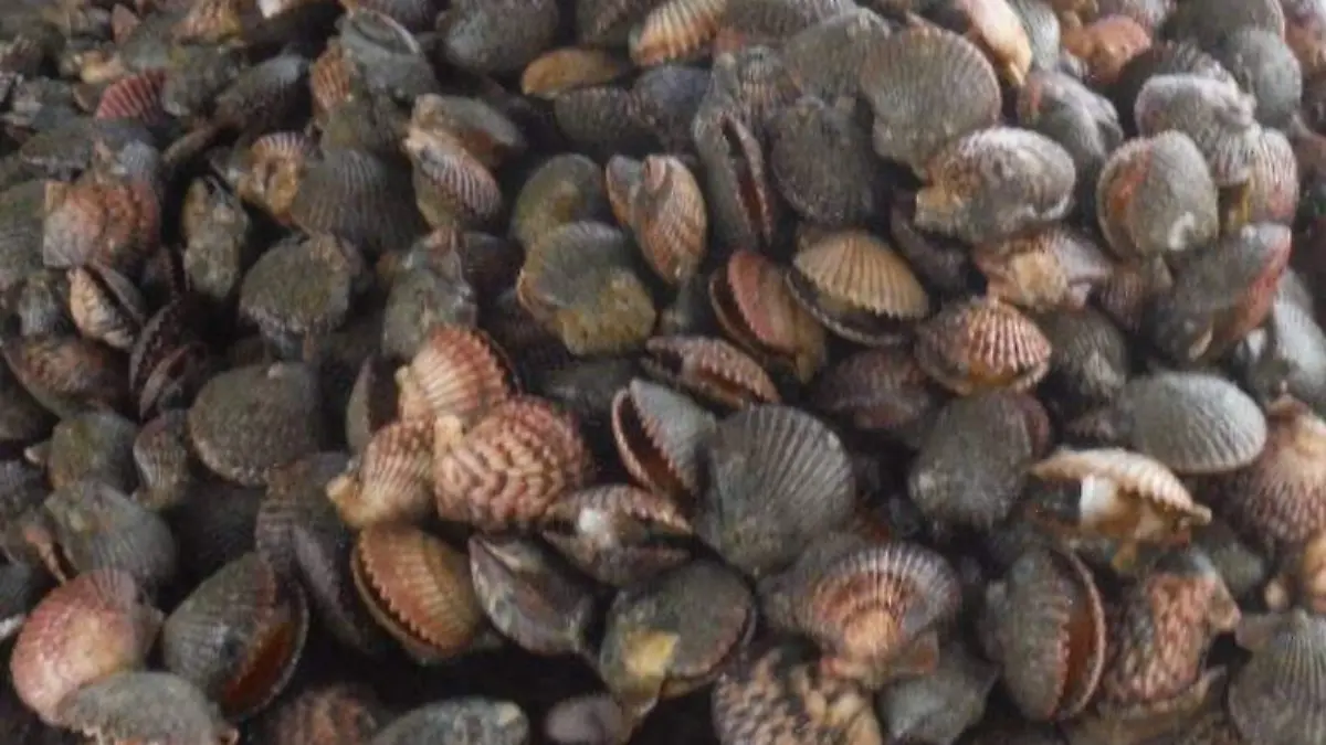 Almeja catarina Bahía Magdalena