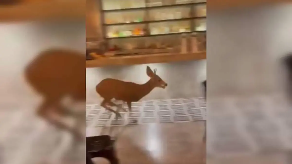 venado los cabos