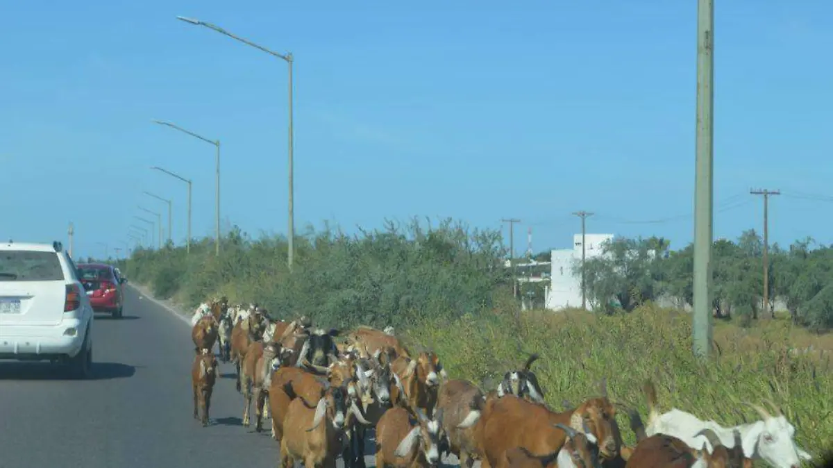 Semovientes en carreteras provocan 4 fallecimientos