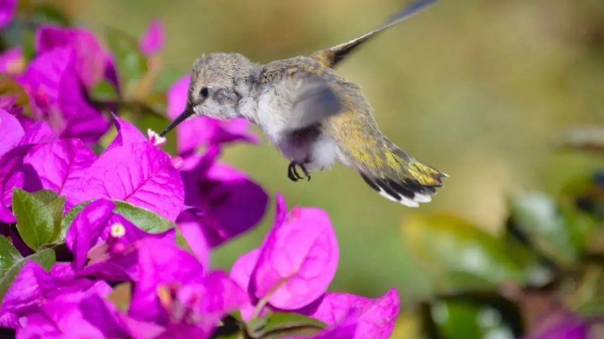 aves flores colibri en primavera la paz