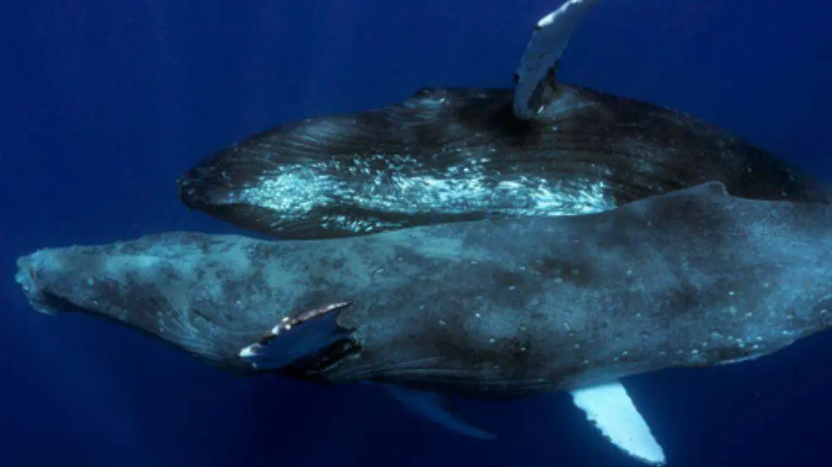 ballenas jorobadas apareandose 2