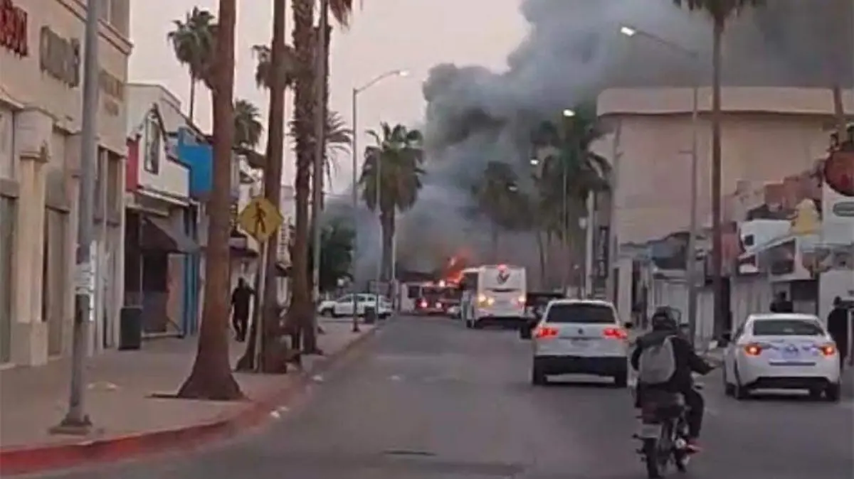 Incendio the giggling marlin 3