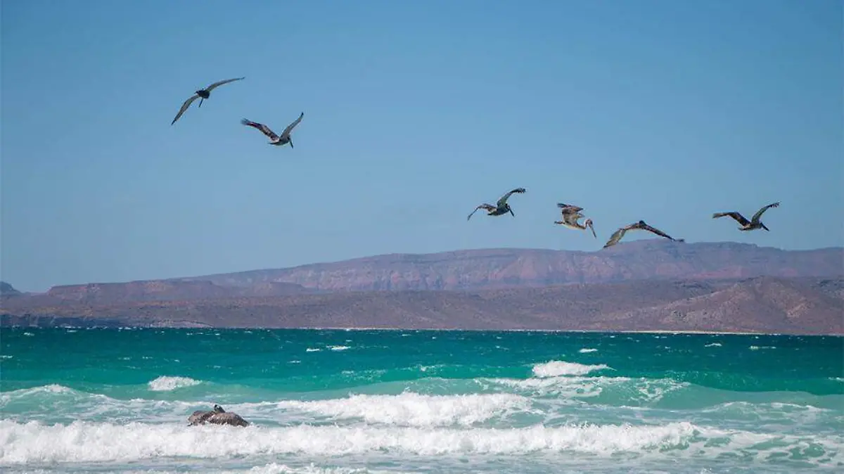 bahia mar aves oleaje en malecon de la paz