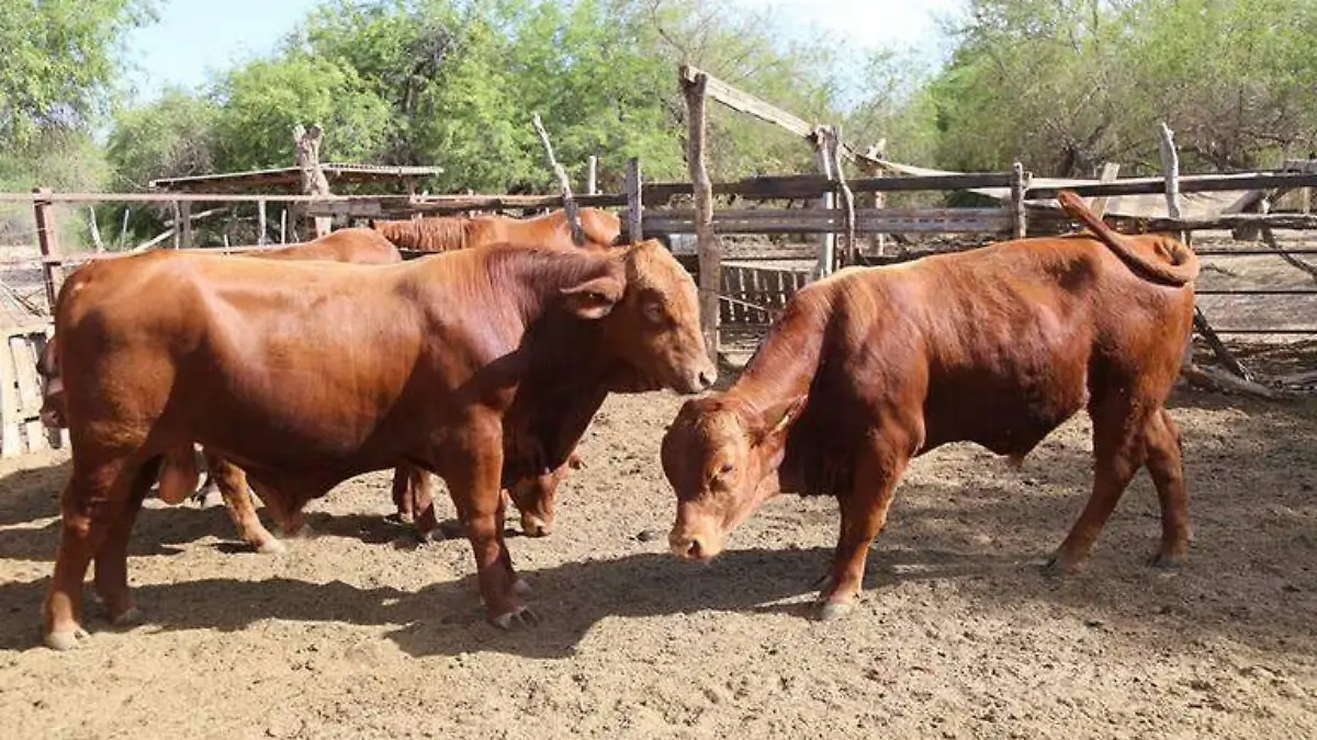 Ganado bovino