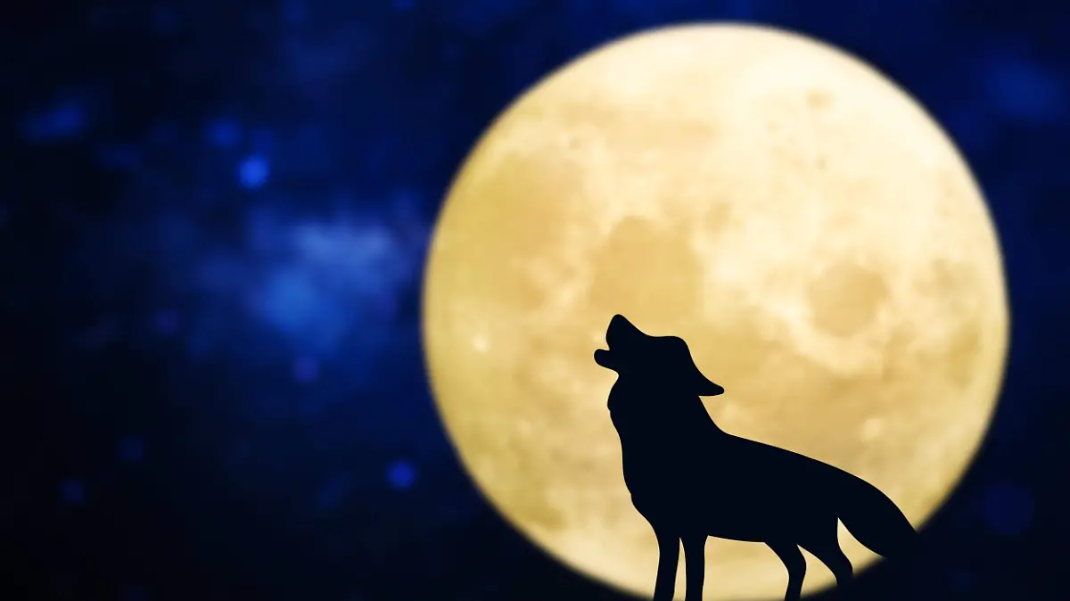 silueta-lobo-aullando-sobre-luna-llena