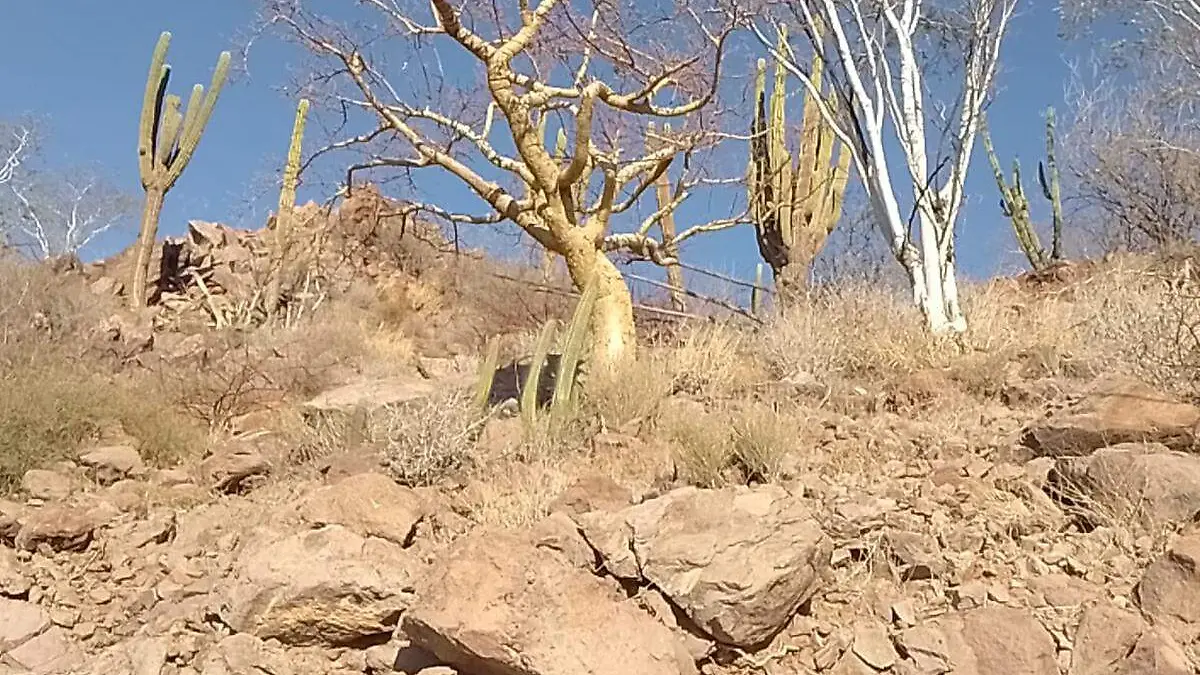 vegtacion cactus torote la paz