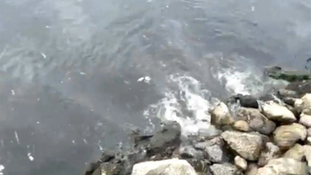 Aguas negras en marina de los cabos 1