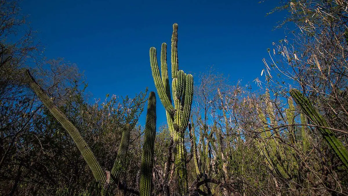 cactus cactacea plantas bcs 1