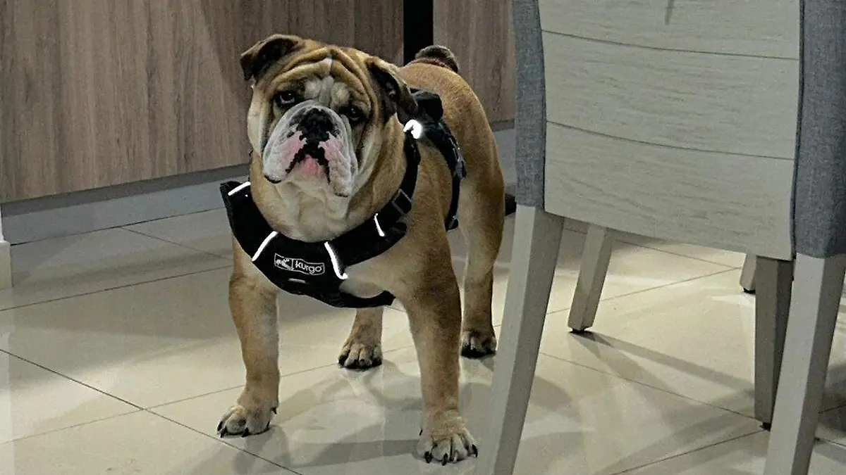 Recompensa perro tony 1