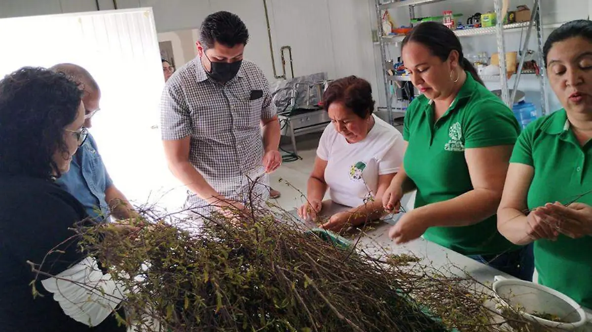 MEdiccina de planta de bcs 1