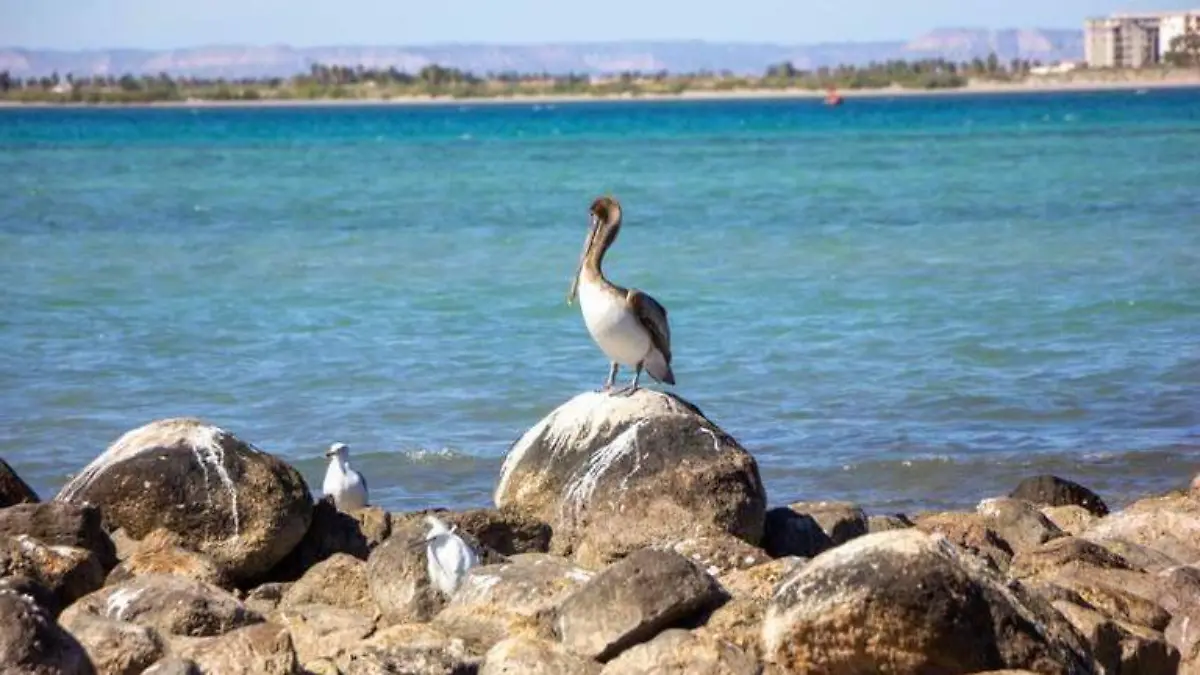 aves malecon bahia de la paz 1