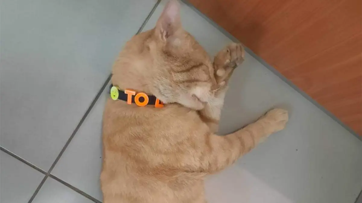 Mascota gato nombre tolo