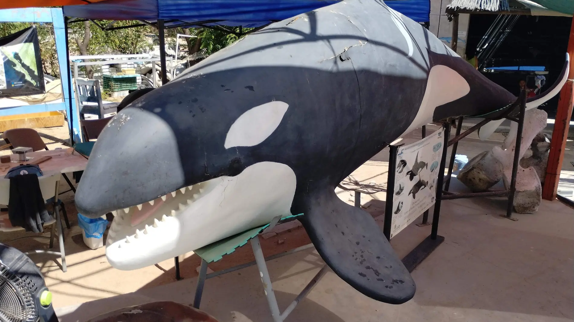 donde esta el museo de la ballena y ciencias del mar