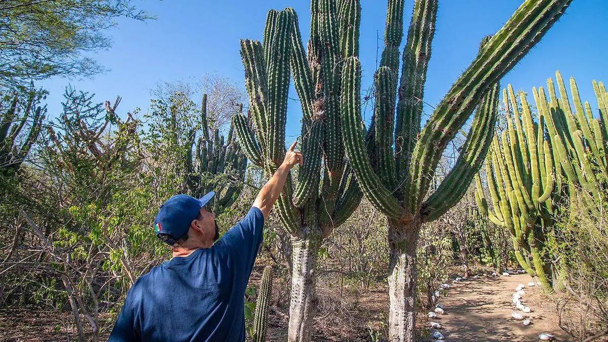 cactus cactacea plantas bcs 2