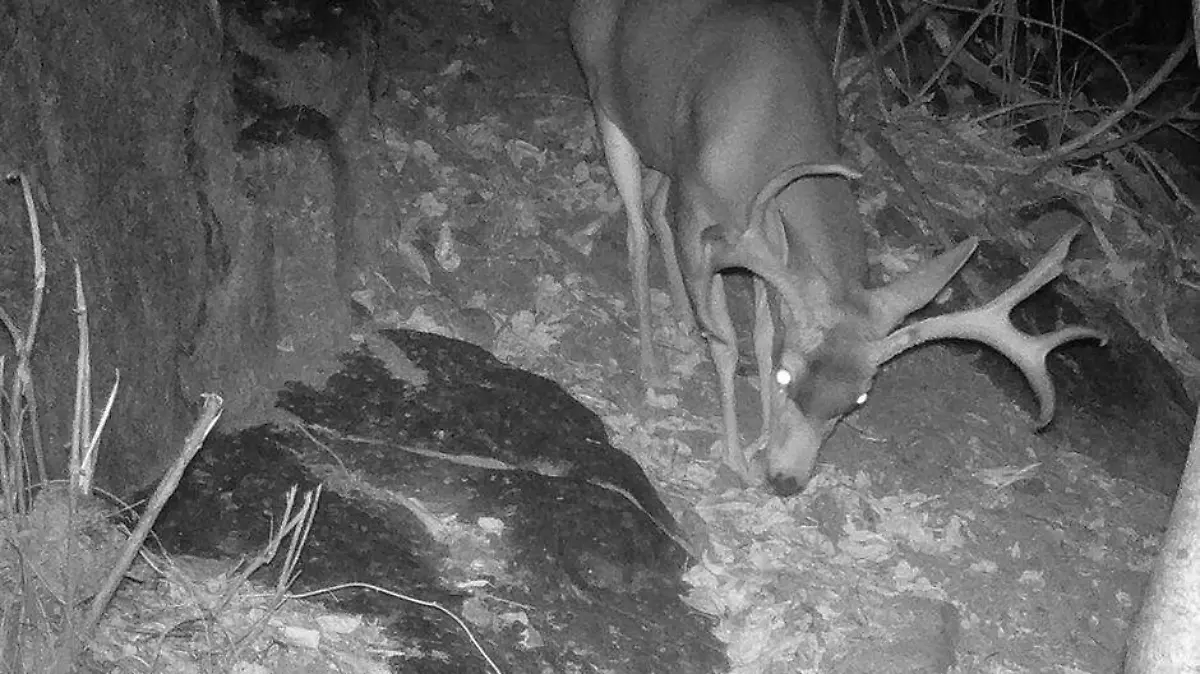 venado es visto en los cabos