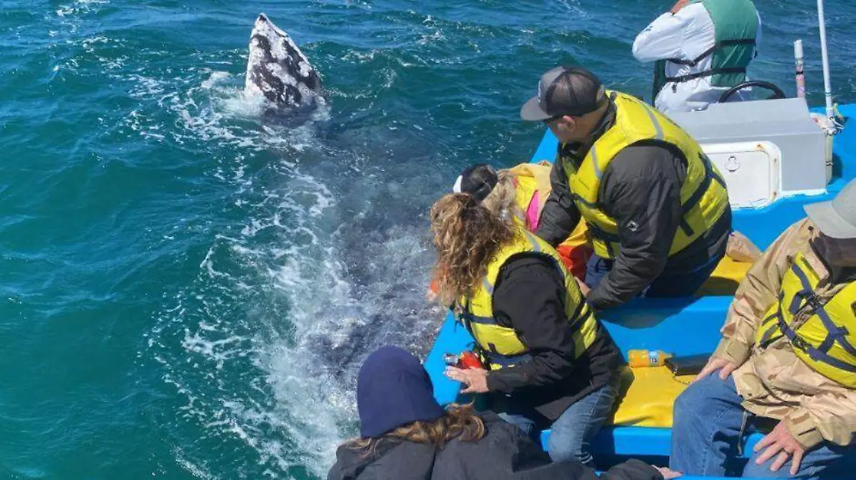 paseos turisticos tiburon y ballenas 1