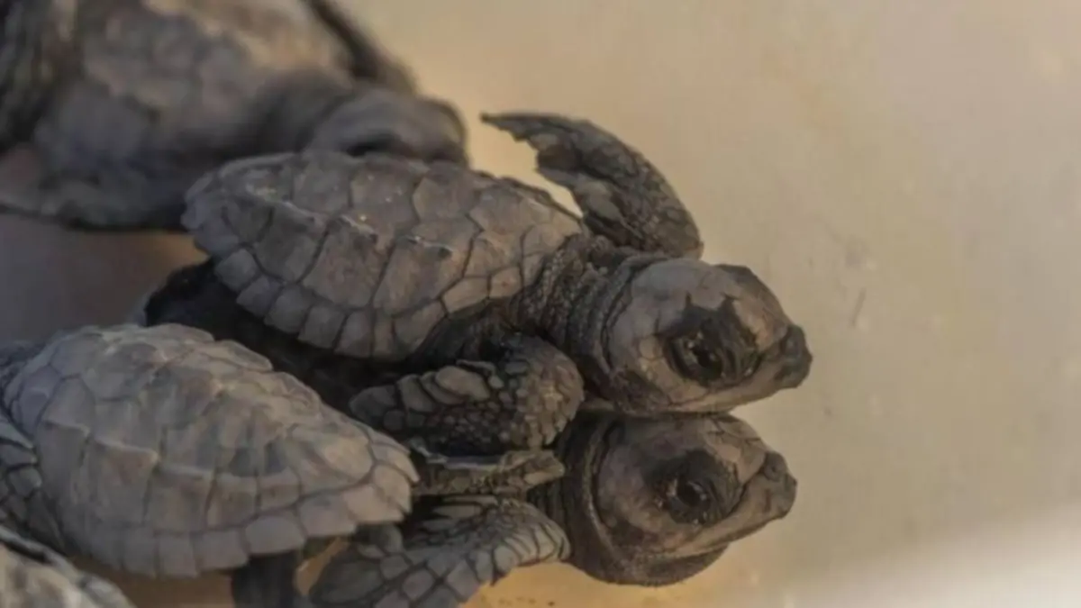 tortugas-marina-bebes-playa-baja-california-sur