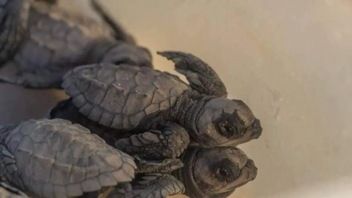 Día Mundial de la Tortuga
