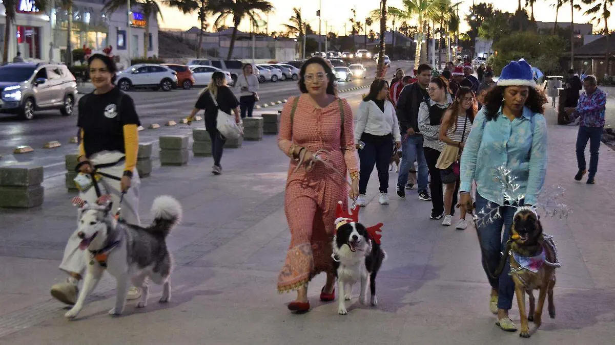 desfile de lomitos en la paz
