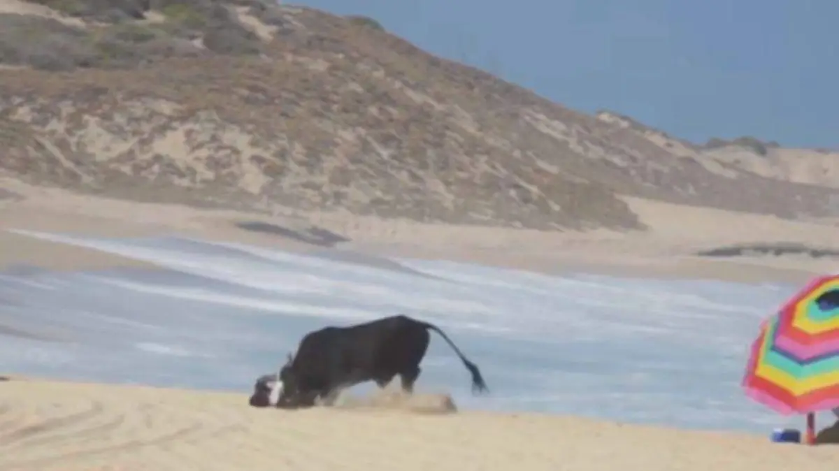 Toro embiste turista en Los Cabos
